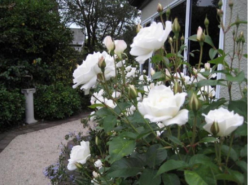 Finlay Banks Boutique Bed & Breakfast Christchurch Zewnętrze zdjęcie